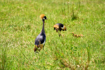 Crested Crane bird with chicks in the savannah