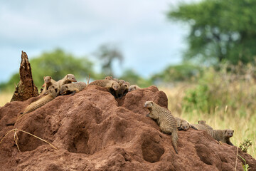 Group of mongoose in the nest in a pile of sand