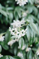 Star Jasmine Cluster in Full Bloom Closeup with Shallow Depth of Field