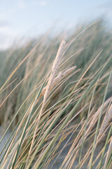 Dune Grass Blowing in Wind on Summer Evening