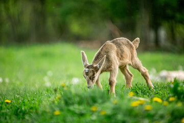  sweet little goat on the grass