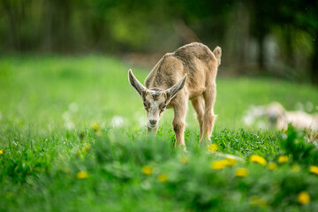  sweet little goat on the grass