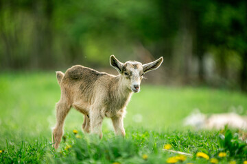  sweet little goat on the grass