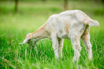 Fototapeta premium sweet little goat on the grass