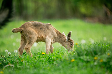  sweet little goat on the grass