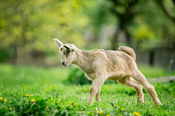  sweet little goat on the grass