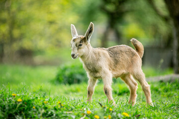  sweet little goat on the grass