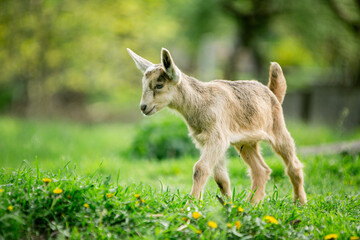 Obraz premium sweet little goat on the grass