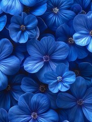 Cluster of Blue Miosotis Flowers