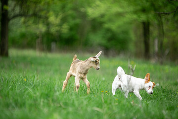 Obraz premium sweet little goat on the grass