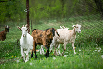 Obraz premium sweet little goat on the grass