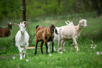 Obraz premium sweet little goat on the grass