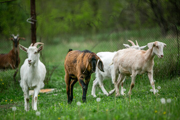 Obraz premium sweet little goat on the grass