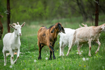 Obraz premium sweet little goat on the grass