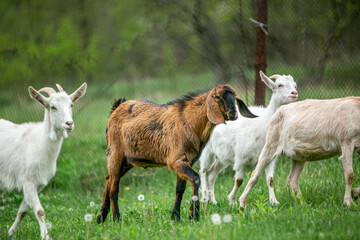  sweet little goat on the grass