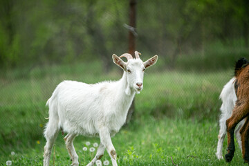  sweet little goat on the grass