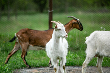 Obraz premium sweet little goat on the grass