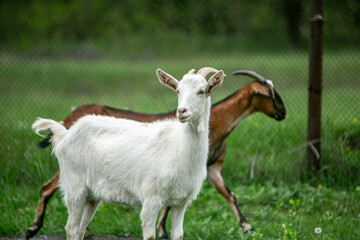  sweet little goat on the grass