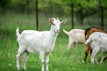  sweet little goat on the grass