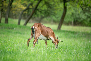 Fototapeta premium sweet little goat on the grass