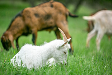  sweet little goat on the grass
