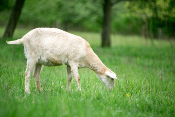 Fototapeta premium sweet little goat on the grass