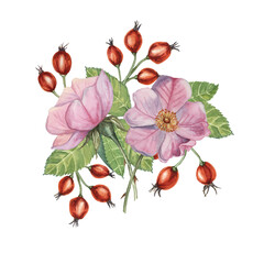 Dog rose bouquet, rosa canina watercolor floral boutonniere. Pink flower bundle, rose hip, buds and leaf of wild rose. Botanical printable briar clipart for packaging, beauty, cosmetics, perfume, food