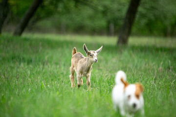  sweet little goat on the grass