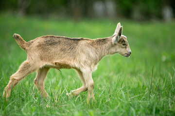  sweet little goat on the grass