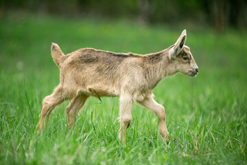  sweet little goat on the grass