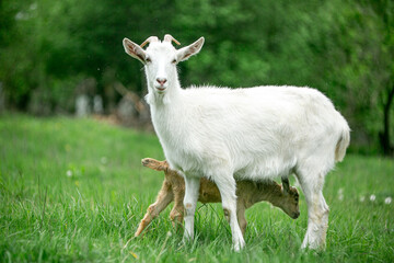  sweet little goat on the grass