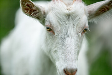 Obraz premium sweet little goat on the grass