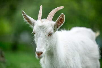 Fototapeta premium sweet little goat on the grass