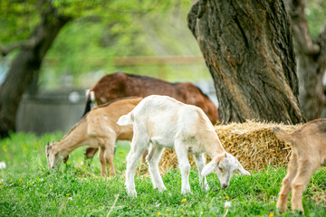  sweet little goat on the grass