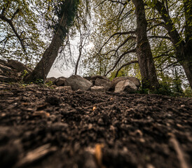 A view of a forest with rocks and trees in the background.