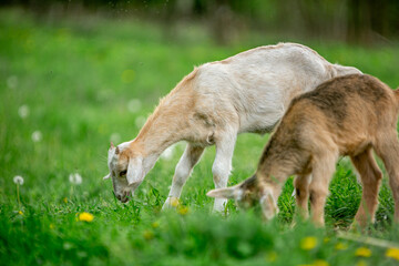  sweet little goat on the grass