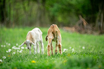  sweet little goat on the grass