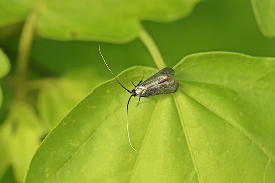 M&auml;nnliche Langhornmotte Adela reaumurella