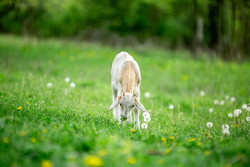  sweet little goat on the grass