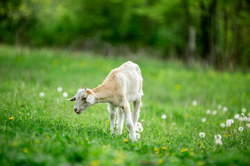  sweet little goat on the grass