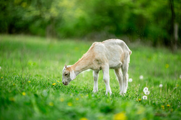  sweet little goat on the grass