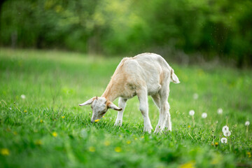 Fototapeta premium sweet little goat on the grass