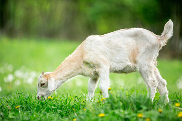  sweet little goat on the grass