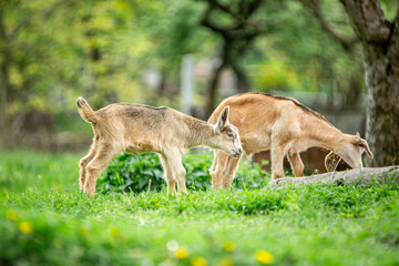  sweet little goat on the grass