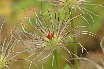 Siebenpunkt-Marienkäfer (Coccinella septempunctata) auf Samenstand der Küchenschelle (Pulsatilla...