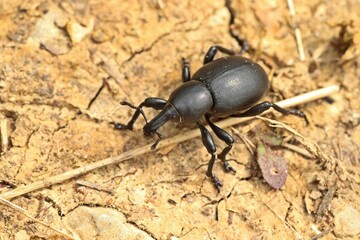 Großer Rüsselkäfer der Gattung Liparus