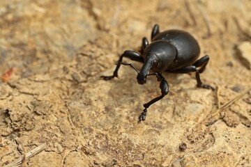 Großer Rüsselkäfer der Gattung Liparus