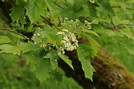 Bl&uuml;hende Elsbeere (Sorbus torminalis).