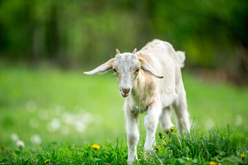 Fototapeta premium sweet little goat on the grass