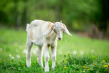 Fototapeta premium sweet little goat on the grass